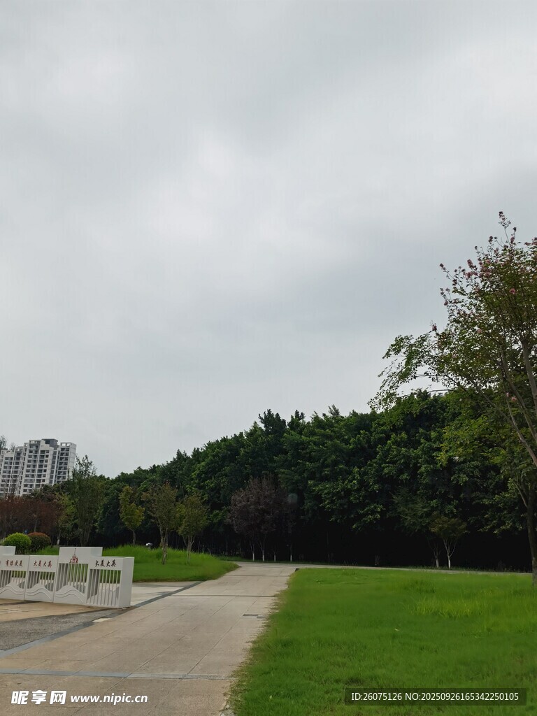 户外林荫草地风景