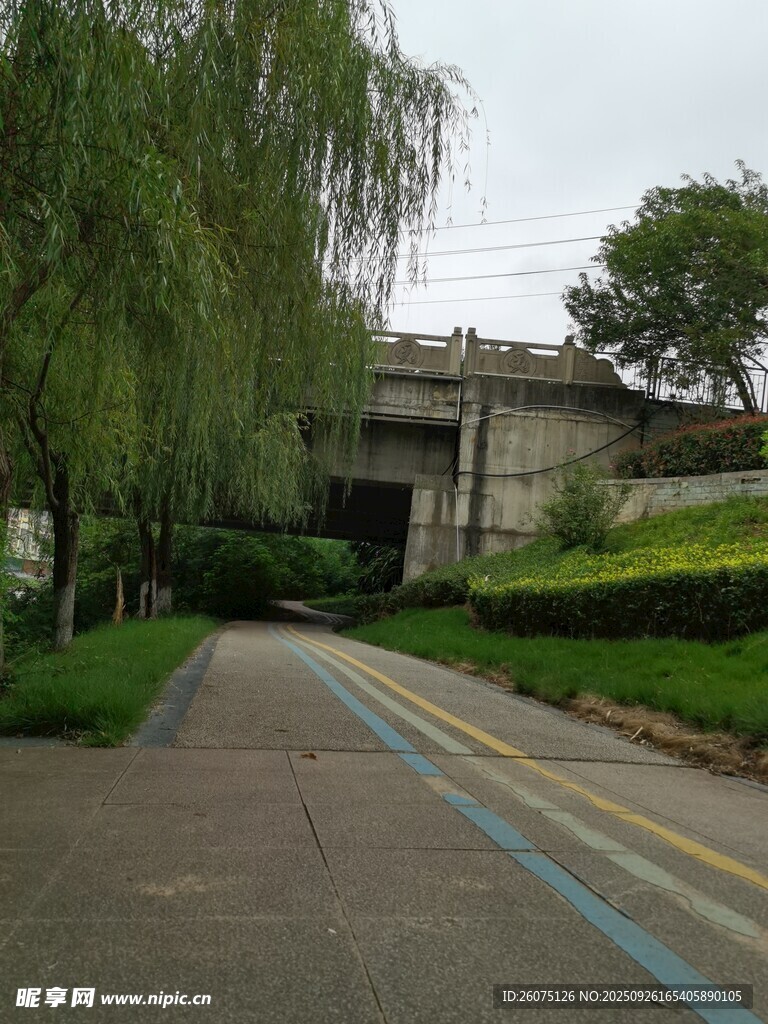 林荫小道旁的葱郁柳树