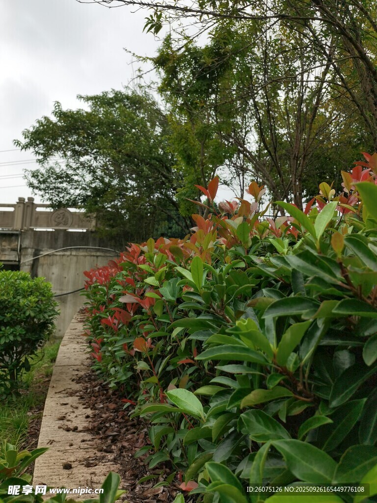 小径旁繁花绿植景致美