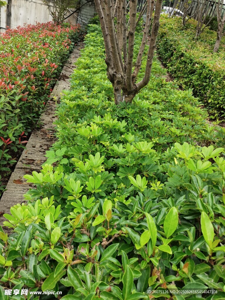 绿意盎然的园林植物景观