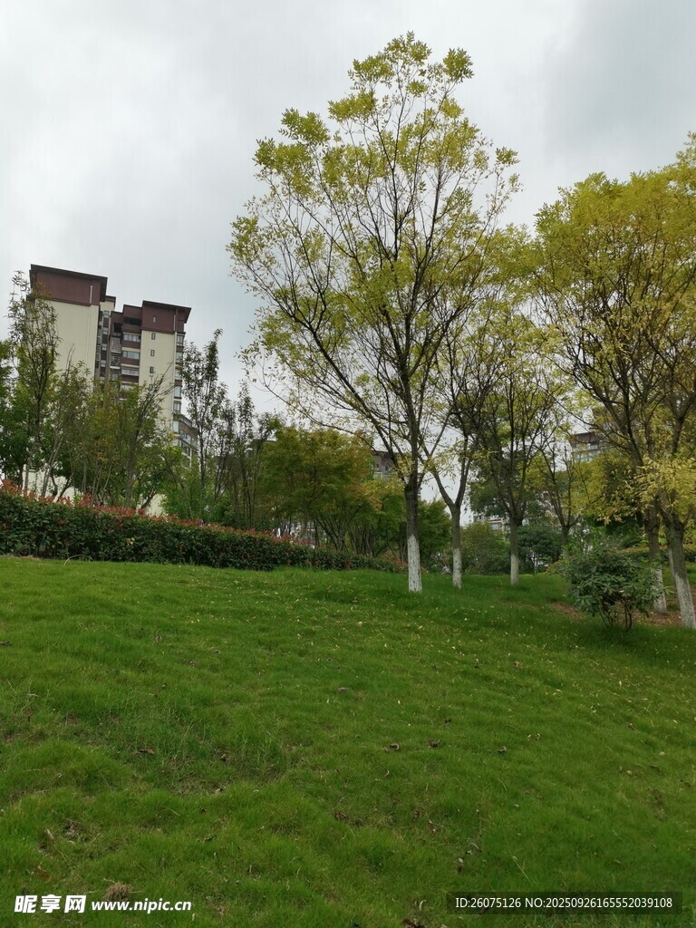 绿草如茵旁的高楼与树木