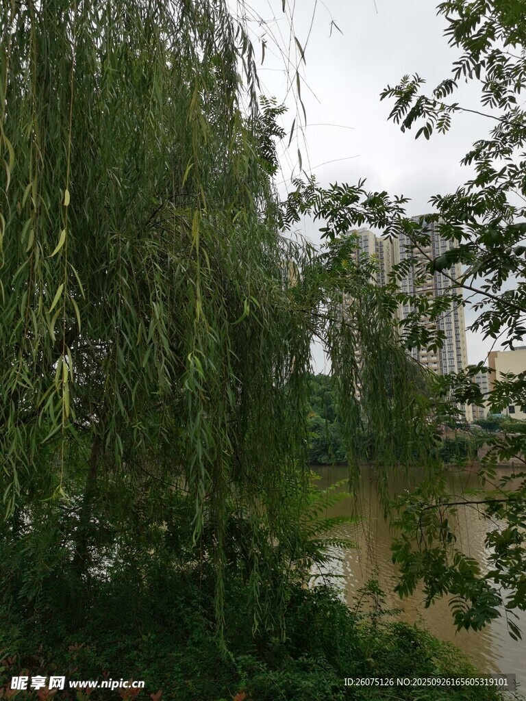 垂柳依傍河畔景致