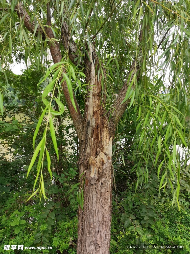 粗壮柳树枝叶繁茂