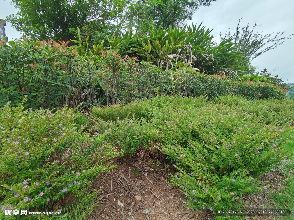 绿意盎然的户外植物景观