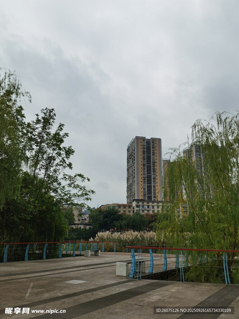 城市中的绿树与高楼景观