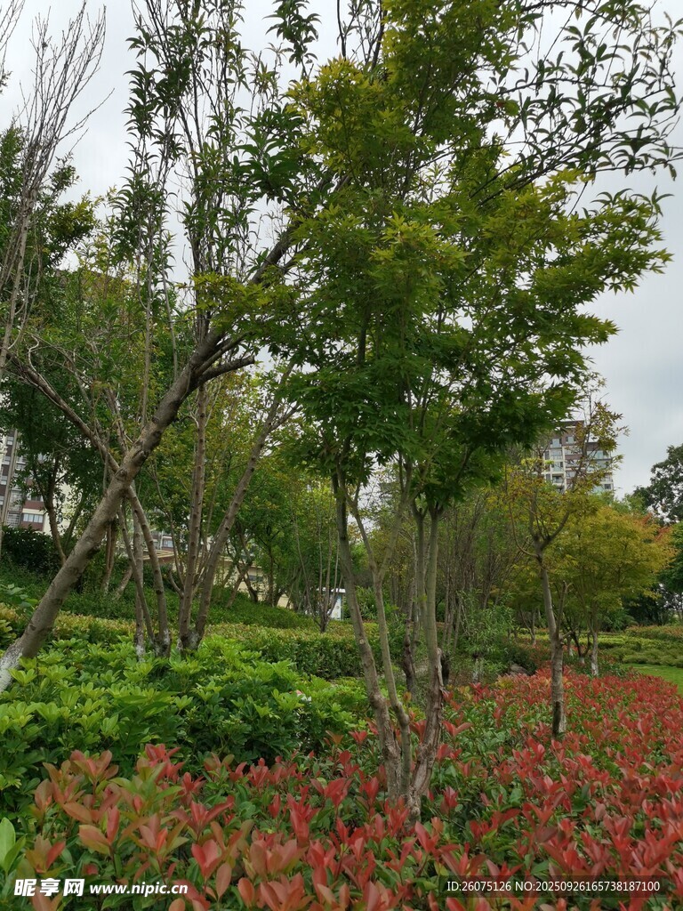 多彩园林景观红绿相映