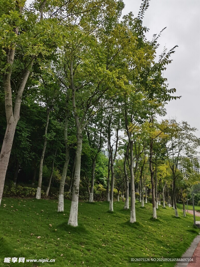 绿树成荫的公园景致