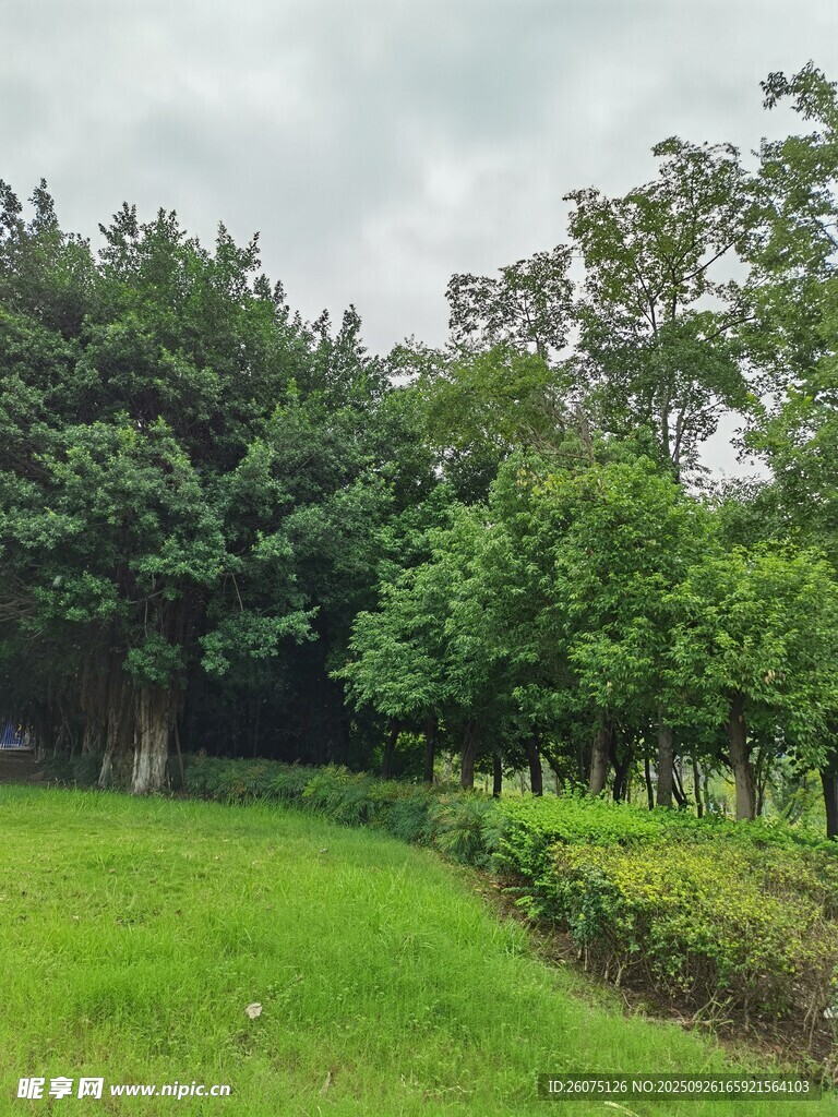 绿意盎然的户外草地景观