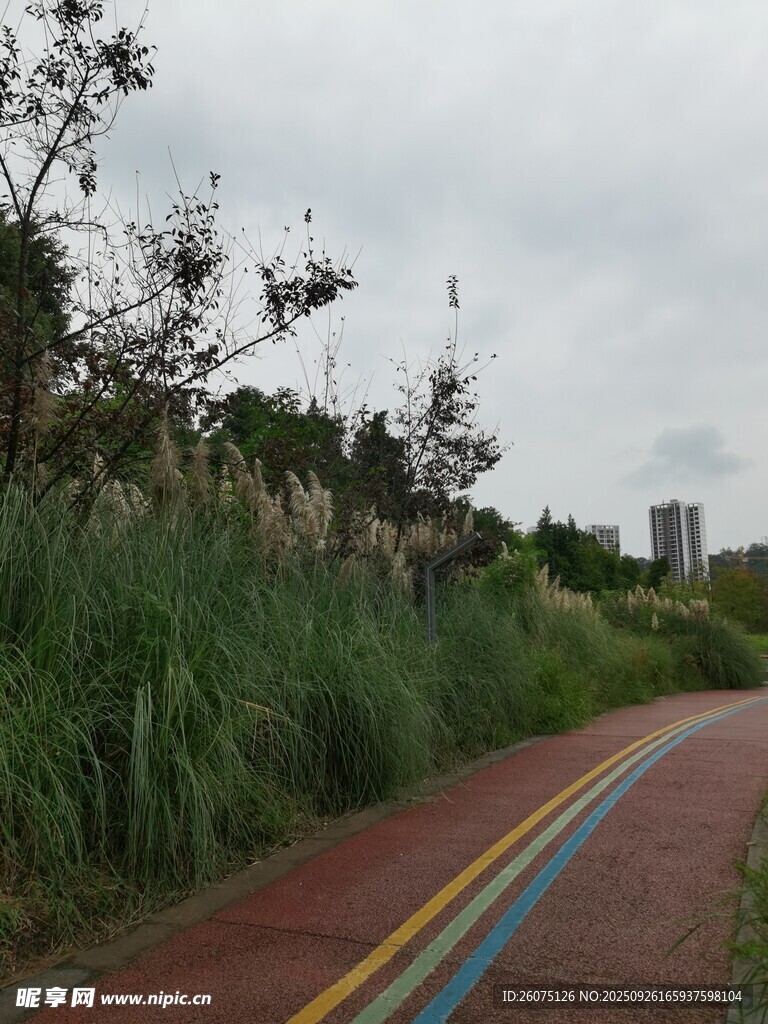 多彩乡间小路绿植相伴