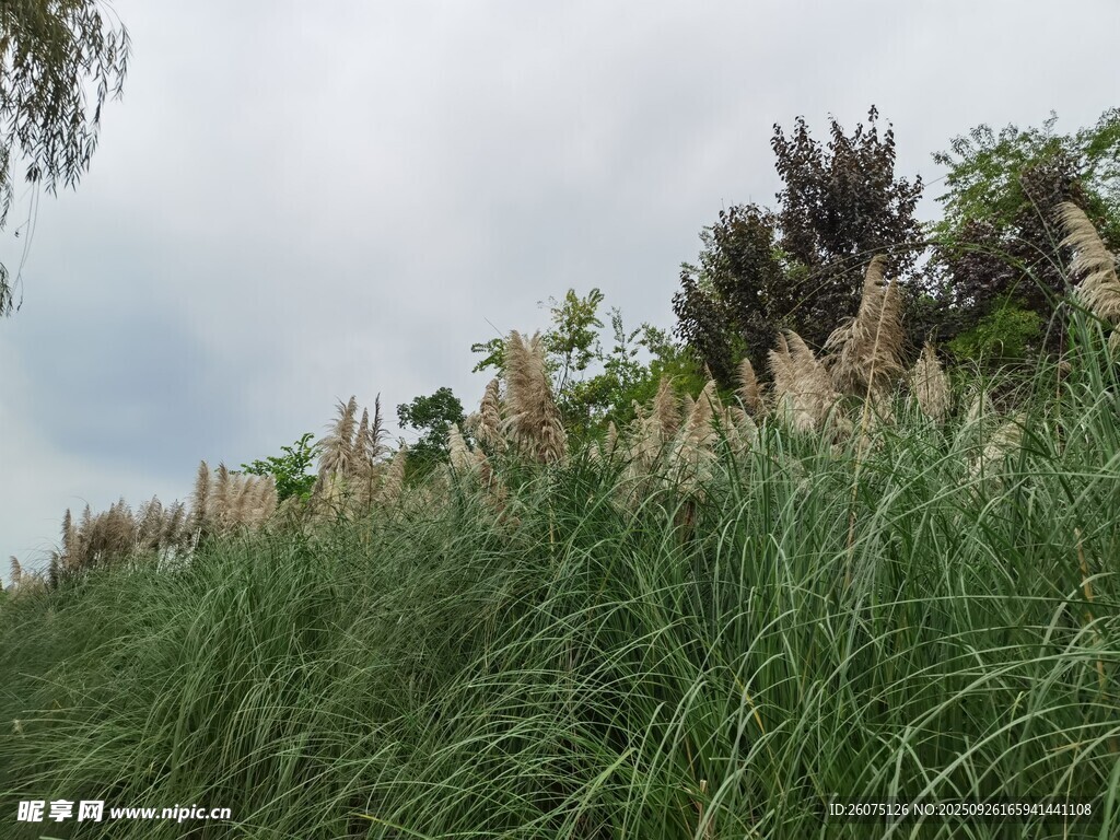 野外茂盛的绿色植物景观
