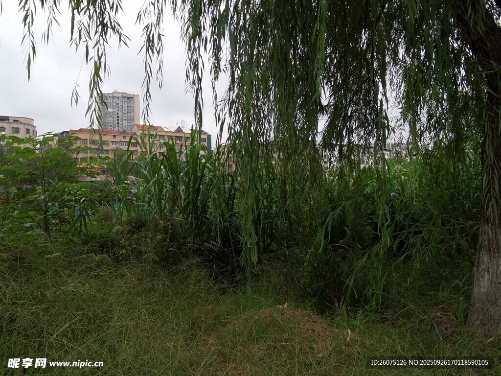 垂柳下的绿意盎然景致