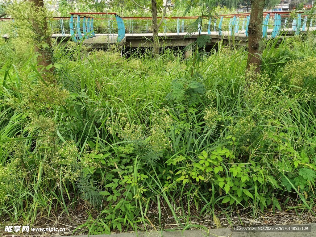 路边茂盛的绿色植物景观