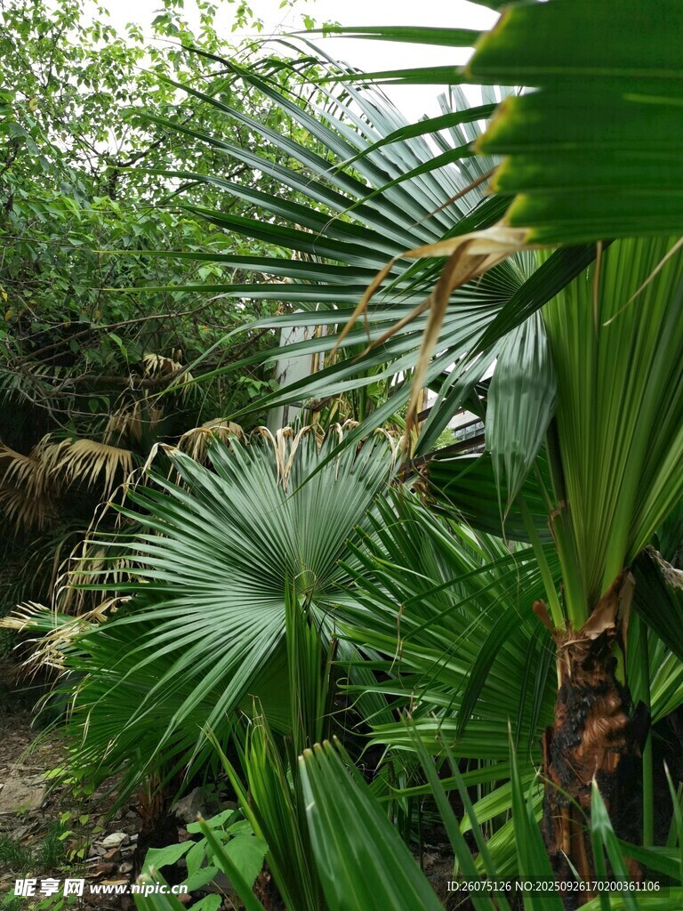 热带植物景观绿意盎然