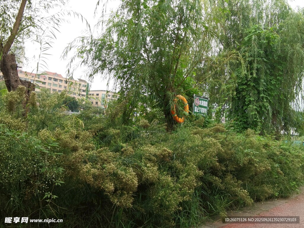 路边绿植景观