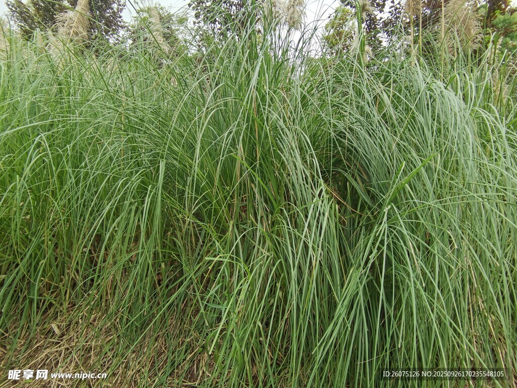 茂盛的绿色草丛