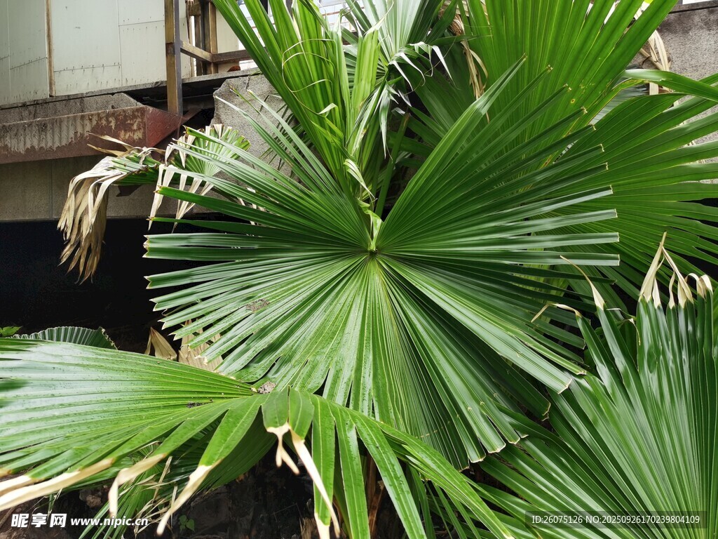 大型扇形绿叶植物特写