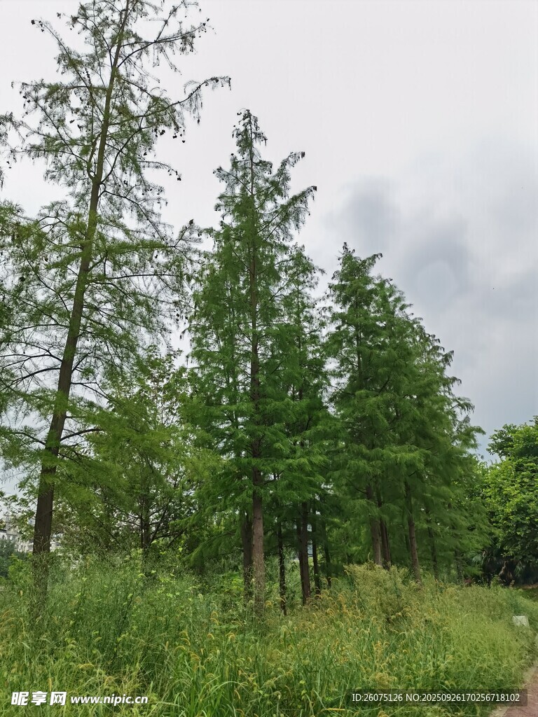 林间小径绿意盎然的自然景
