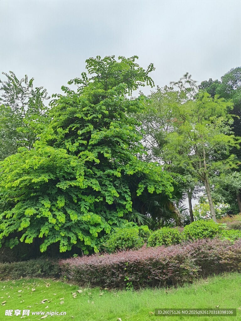 绿意盎然的户外植物景观