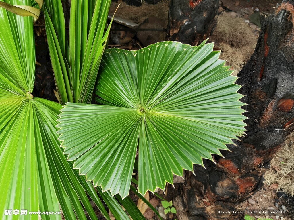 翠绿扇形棕榈叶特写