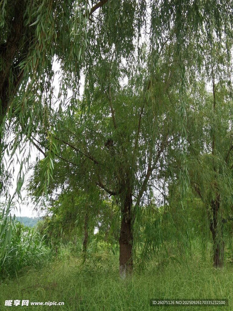 绿意盎然的林间草地