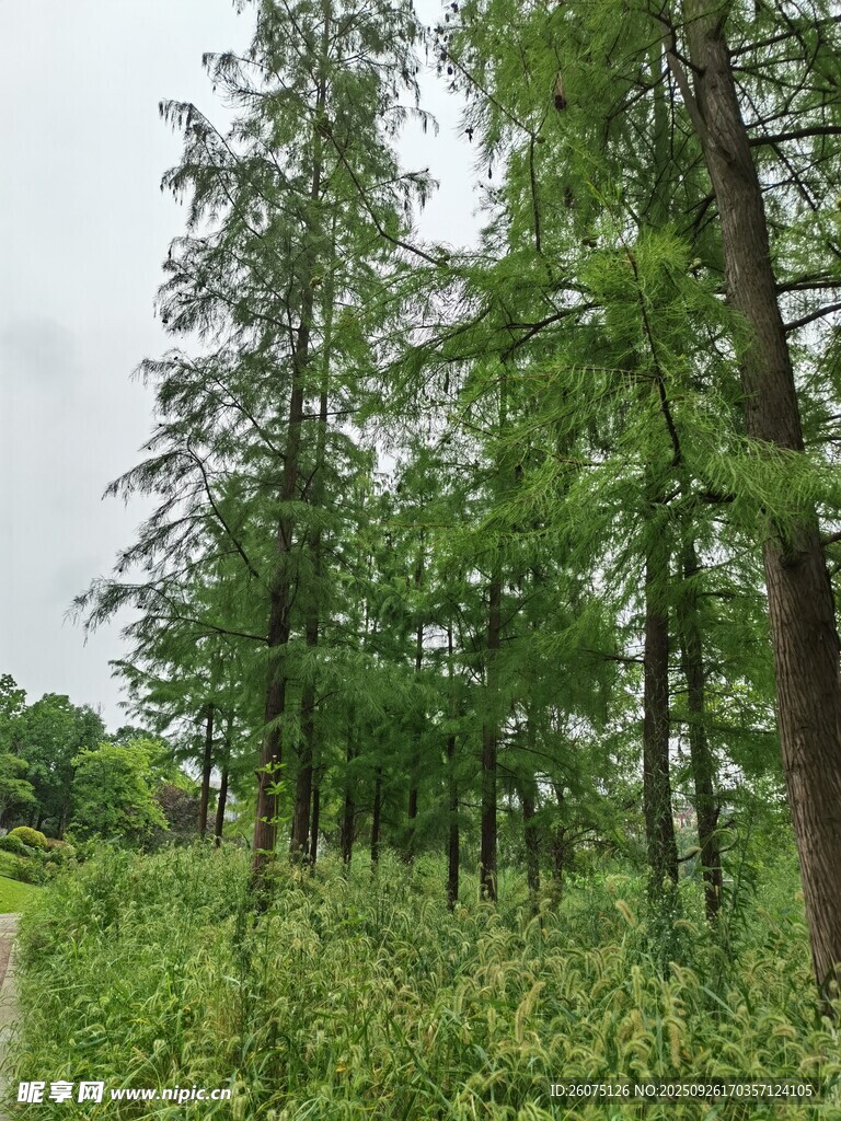林间绿意盎然的自然景致