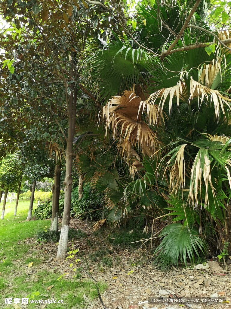 户外繁茂绿植景观