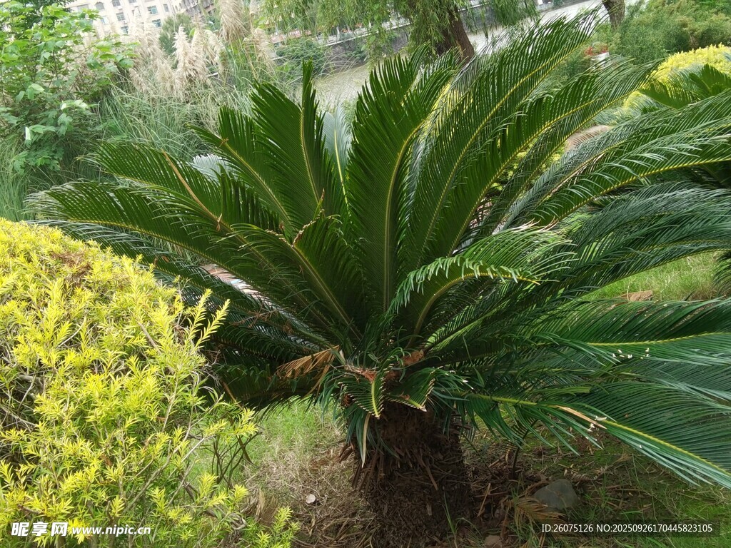 庭院中的大型苏铁植物