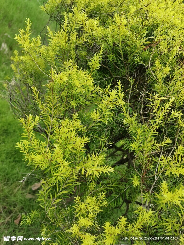 翠绿枝叶的蓬勃植物