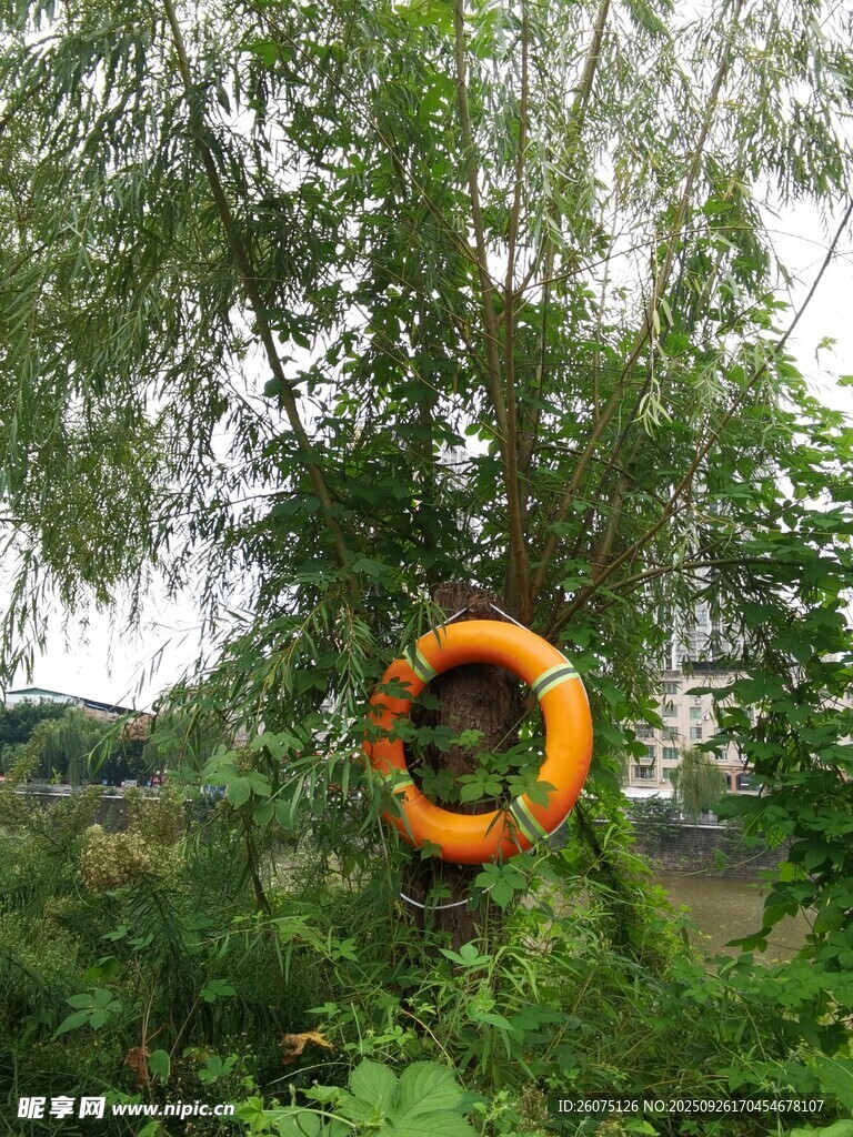 树上悬挂的橙色救生圈