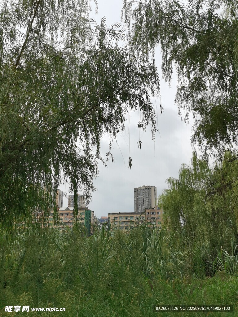 户外绿植与远处建筑景观