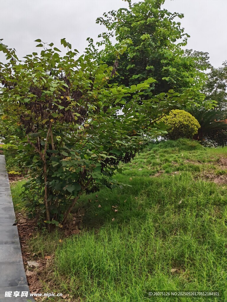 户外绿植景观一角