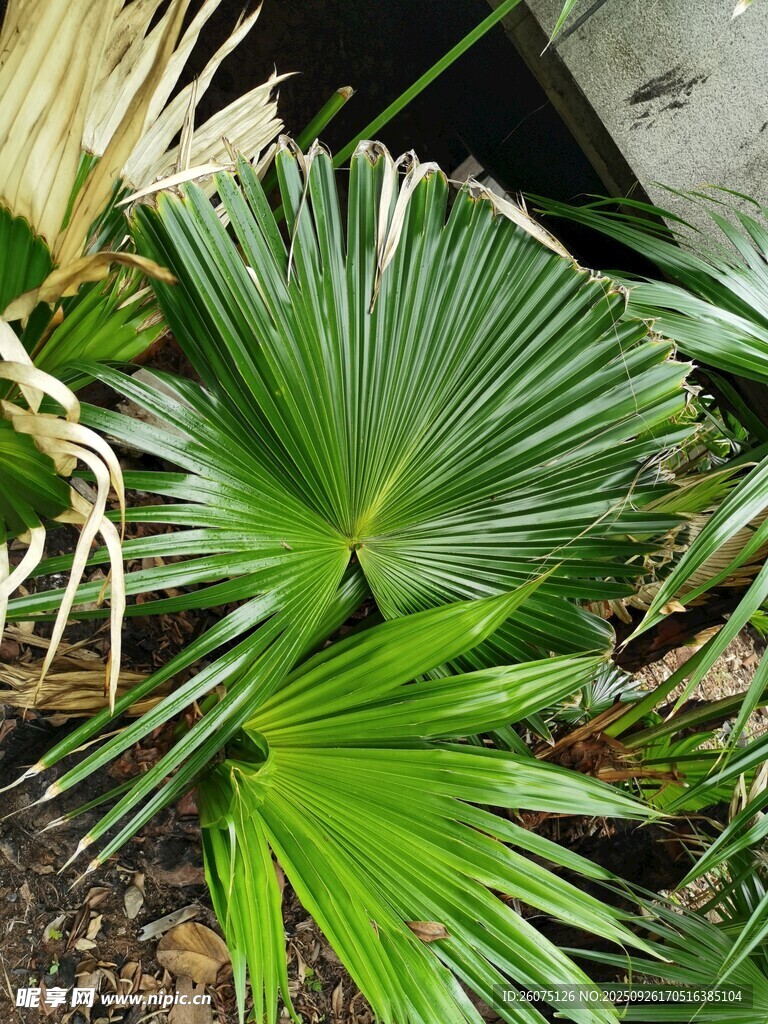 翠绿扇形棕榈植物特写