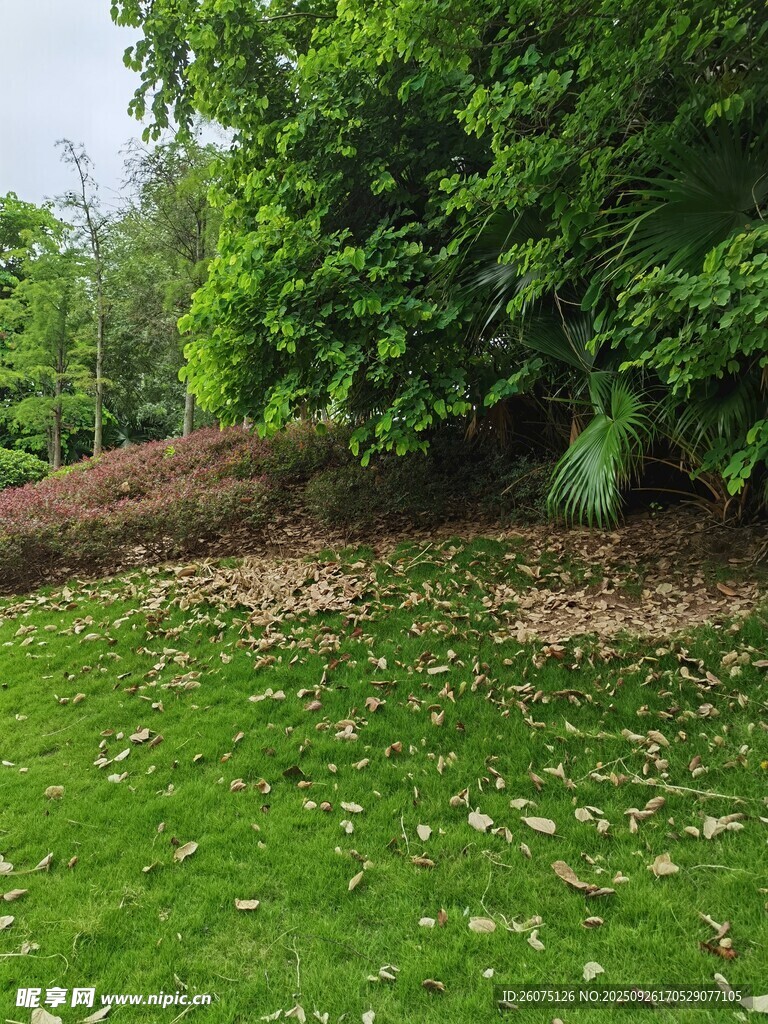 绿意盎然的草地与落叶景观