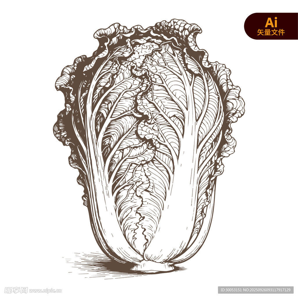 手绘白菜插画