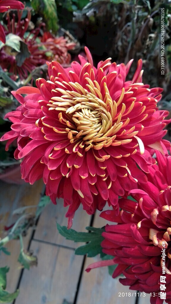 艳丽大朵红菊花绽放