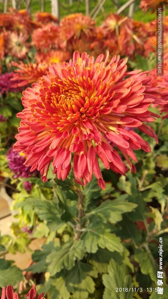 艳丽绽放的红色菊花