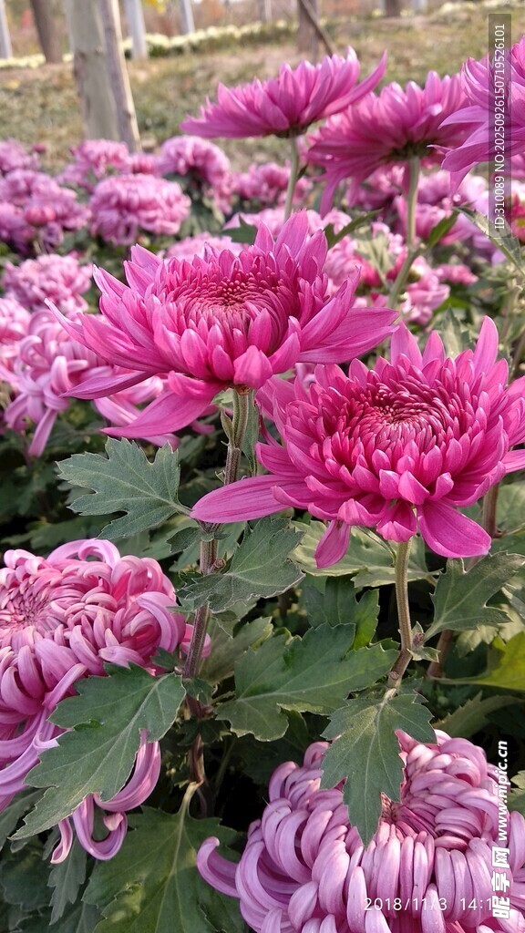 艳丽盛放的多彩菊花
