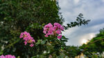 粉花绿树间的自然景致