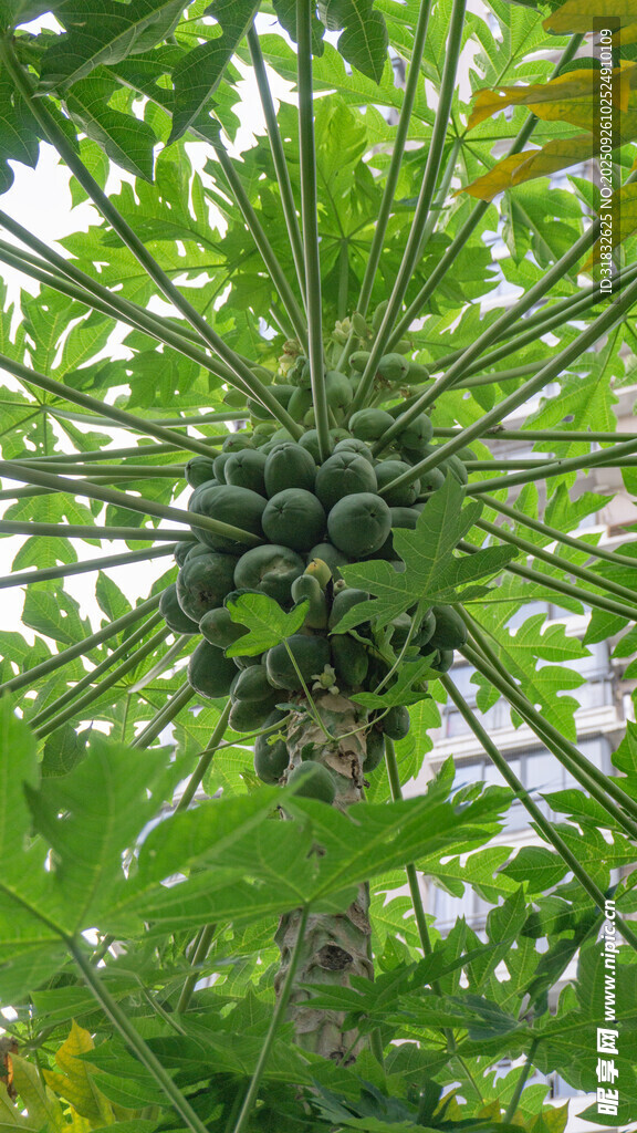 树上的木瓜果实与繁茂枝叶