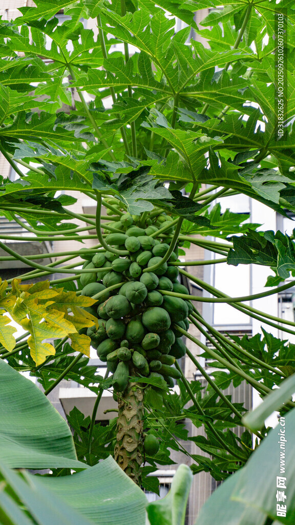 木瓜树果实累累