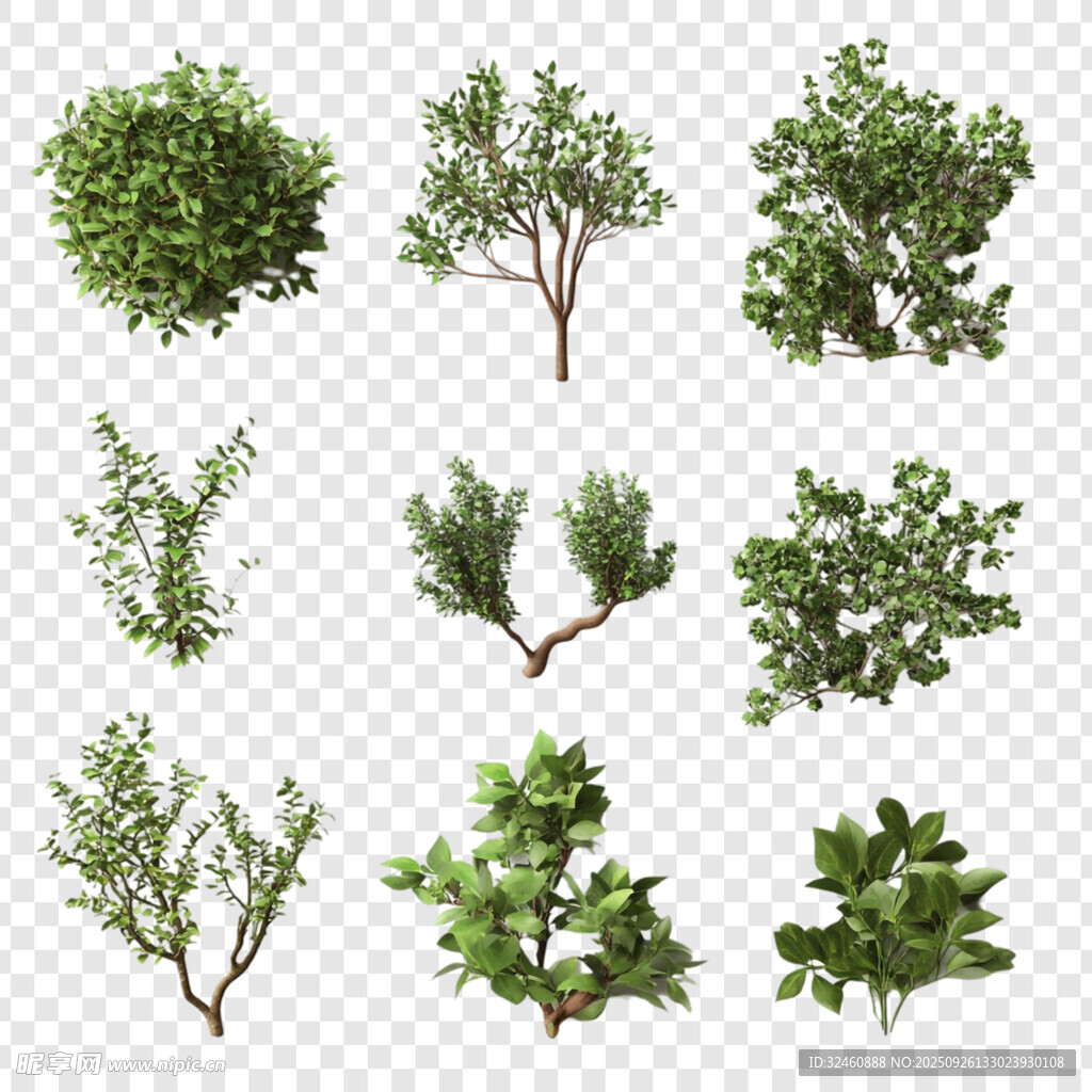 多样绿植集合
