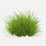翠绿丛生小草