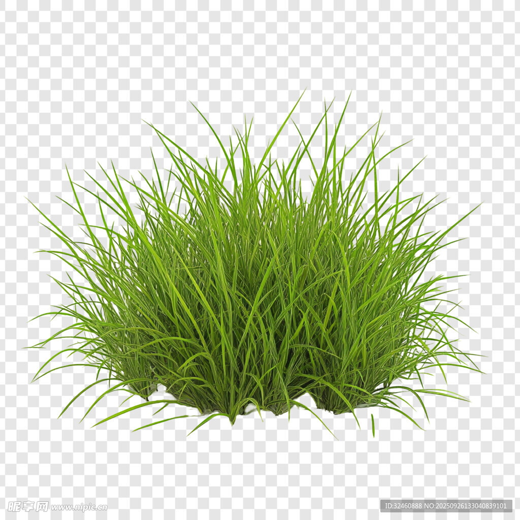 翠绿丛生小草