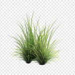 翠绿丛生小草植物素材