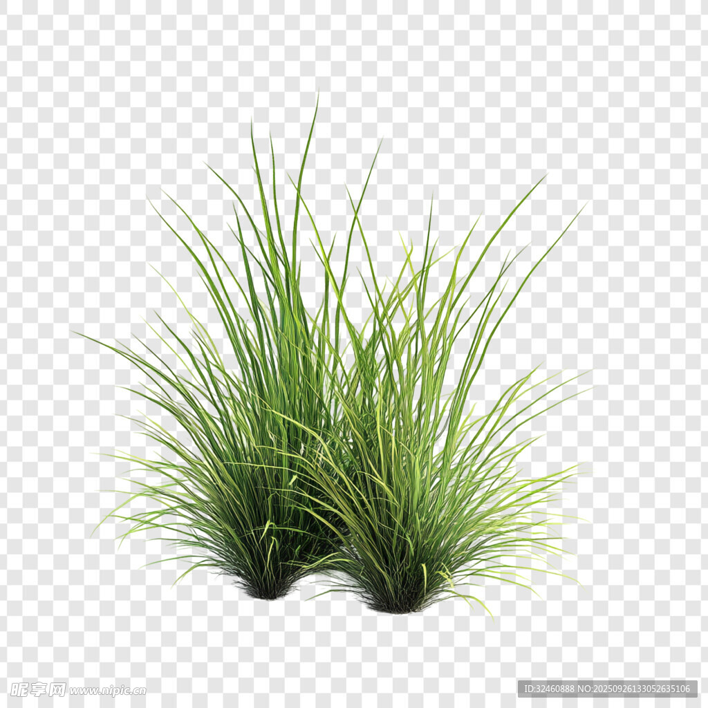 翠绿丛生小草植物素材