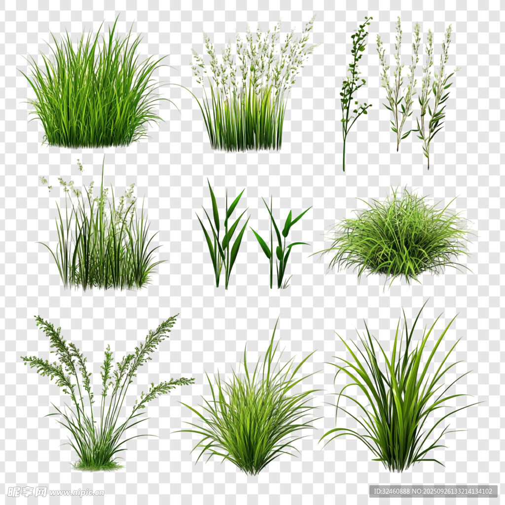 多样青草植物素材集合