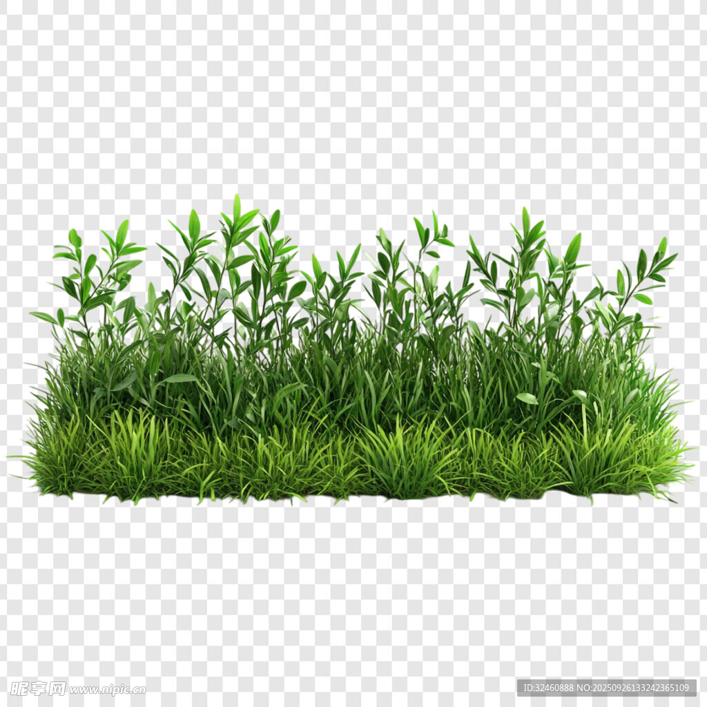 嫩绿草丛