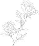 手绘线条勾勒的花卉图案