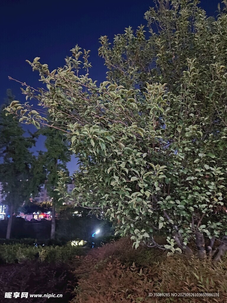 夜晚下的繁茂树木