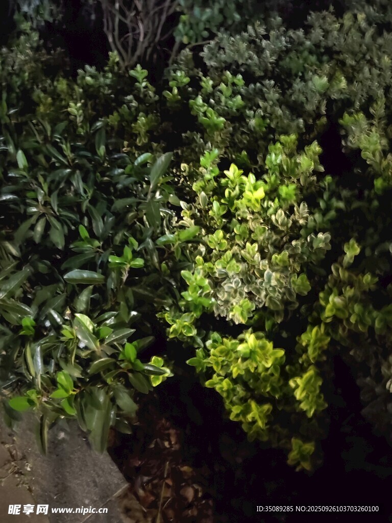 夜间绿植景观